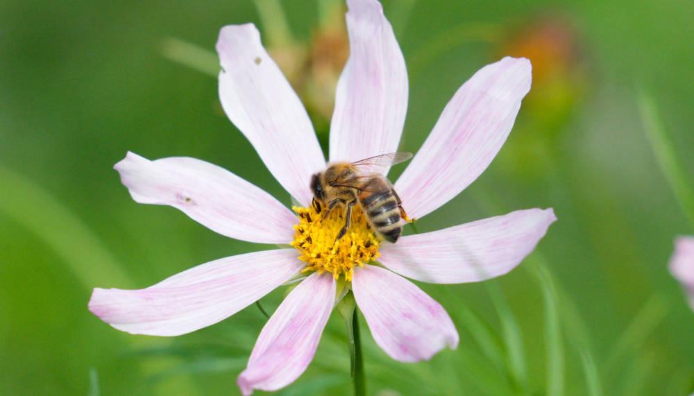 Grüner Fussball: nachhaltige Entwicklung und Ökologie in der Fussballindustrie